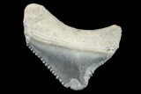 Bargain, Fossil Megalodon Tooth - Florida #108375-1